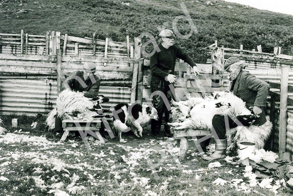 MacCallums shearing on the Pennyghael Estate